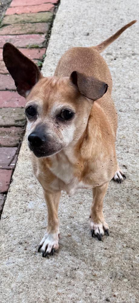 Chipper - Courtesy Listing, a Adoptable mixed breed in Dawson, GA image 2/5