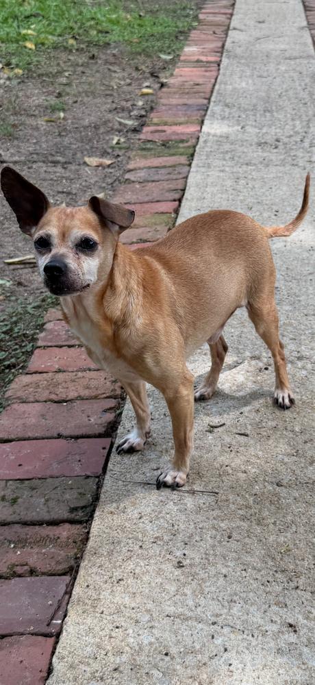 Chipper - Courtesy Listing, a Adoptable mixed breed in Dawson, GA image 3/5