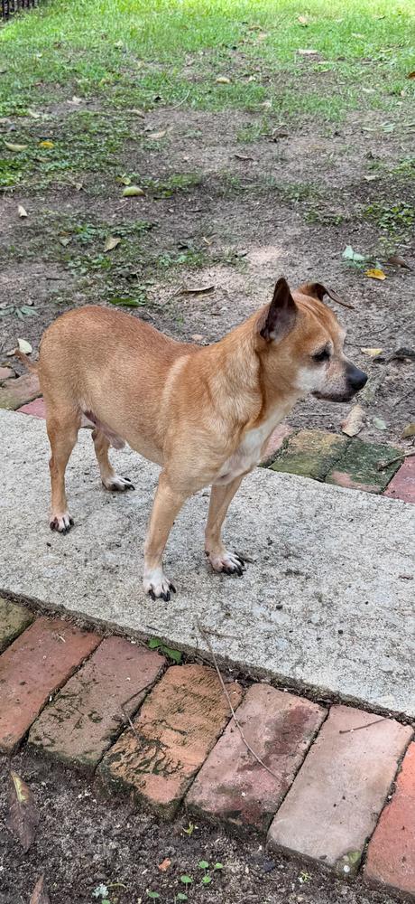 Chipper - Courtesy Listing, a Adoptable mixed breed in Dawson, GA image 4/5