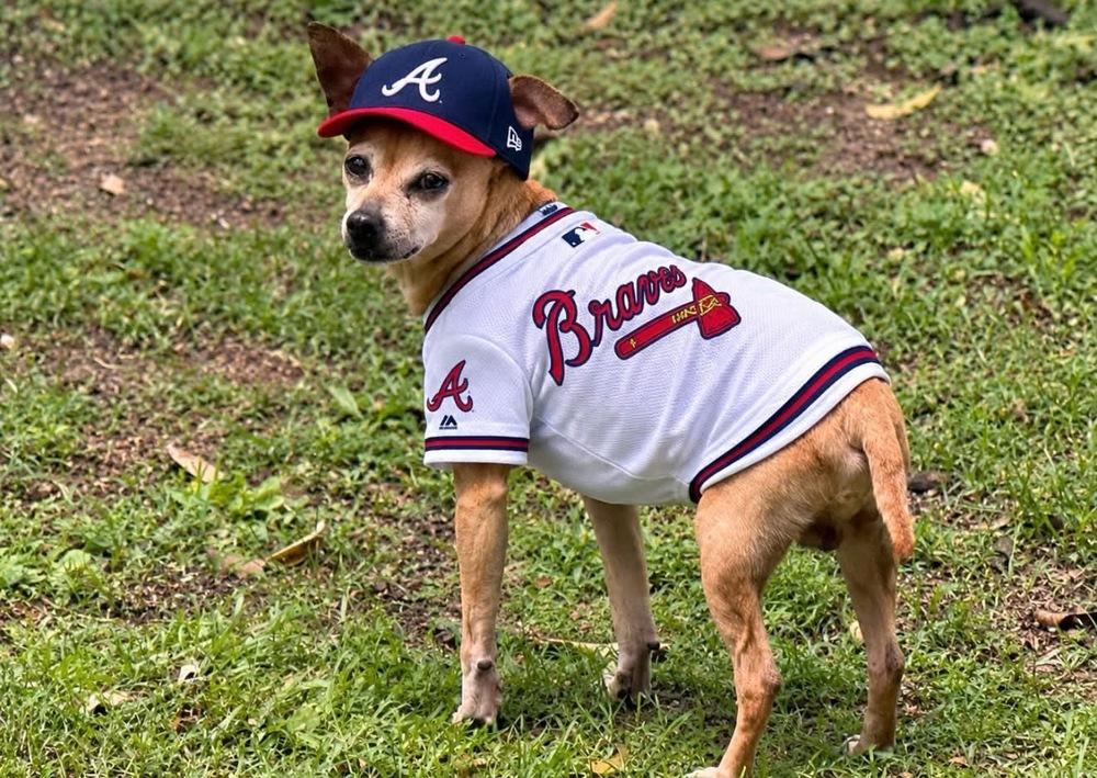 Enlarge Chipper - Courtesy Listing, a Adoptable mixed breed in Dawson, GA image 5/6
