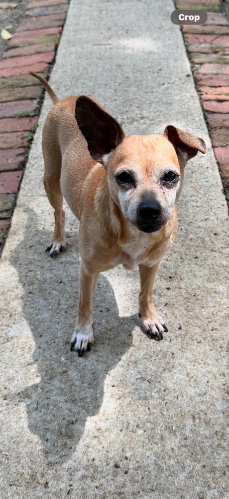 Chipper - Courtesy Listing, a Adoptable mixed breed in Dawson, GA image 5/5