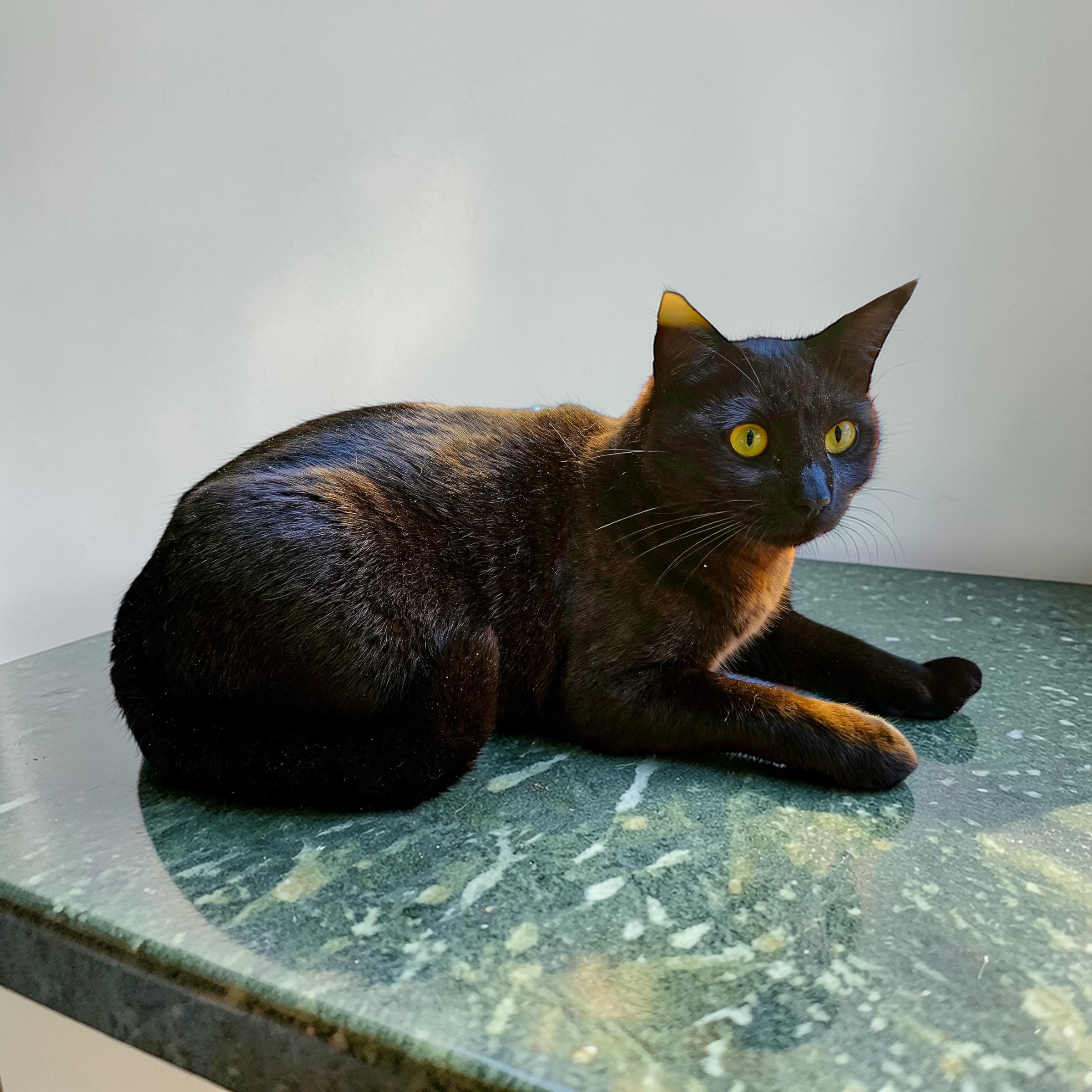 Enlarge Midnight INDOOR ONLY , an adopted mixed breed in Stockton, CA image 2/5