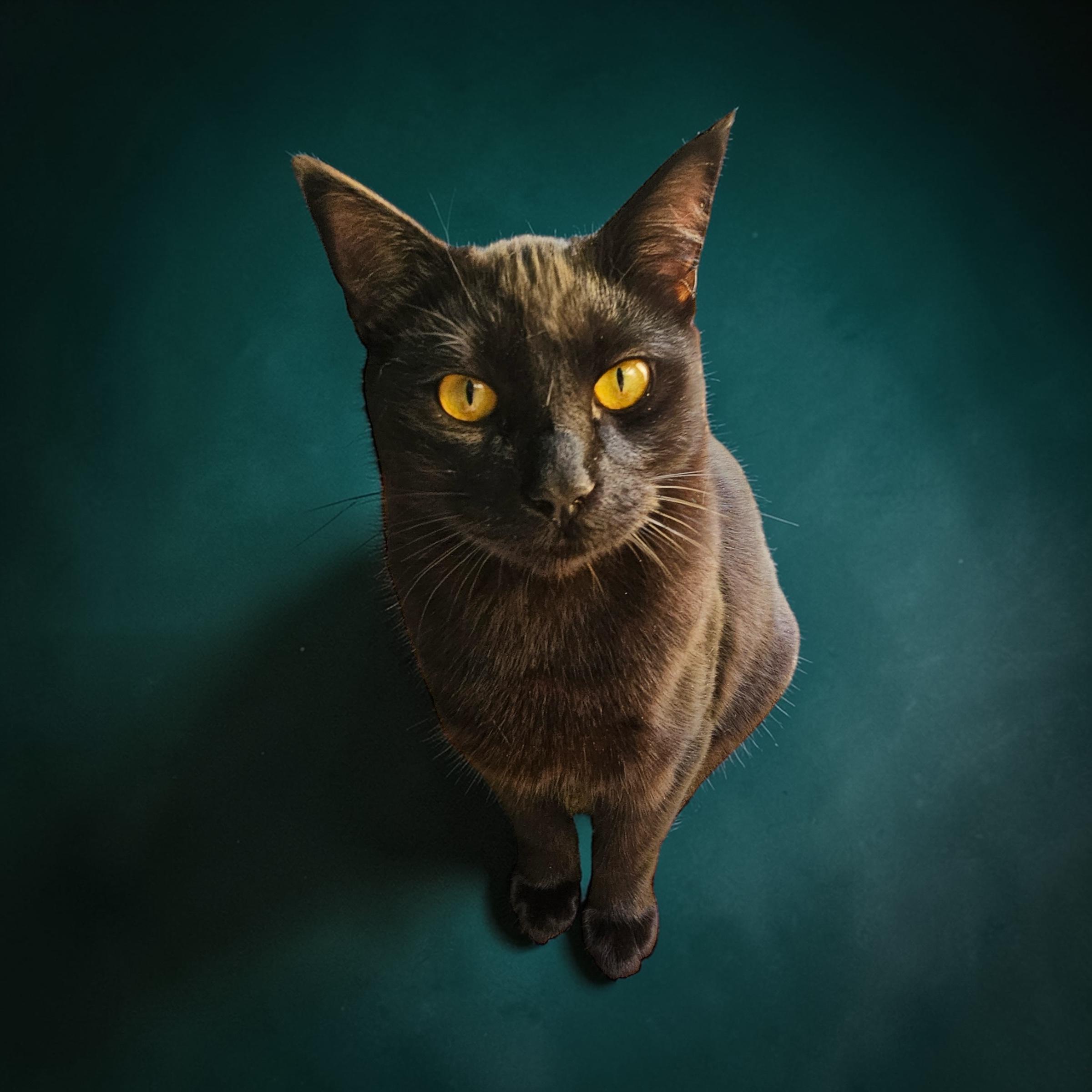 Enlarge Midnight INDOOR ONLY , an adopted mixed breed in Stockton, CA image 1/5