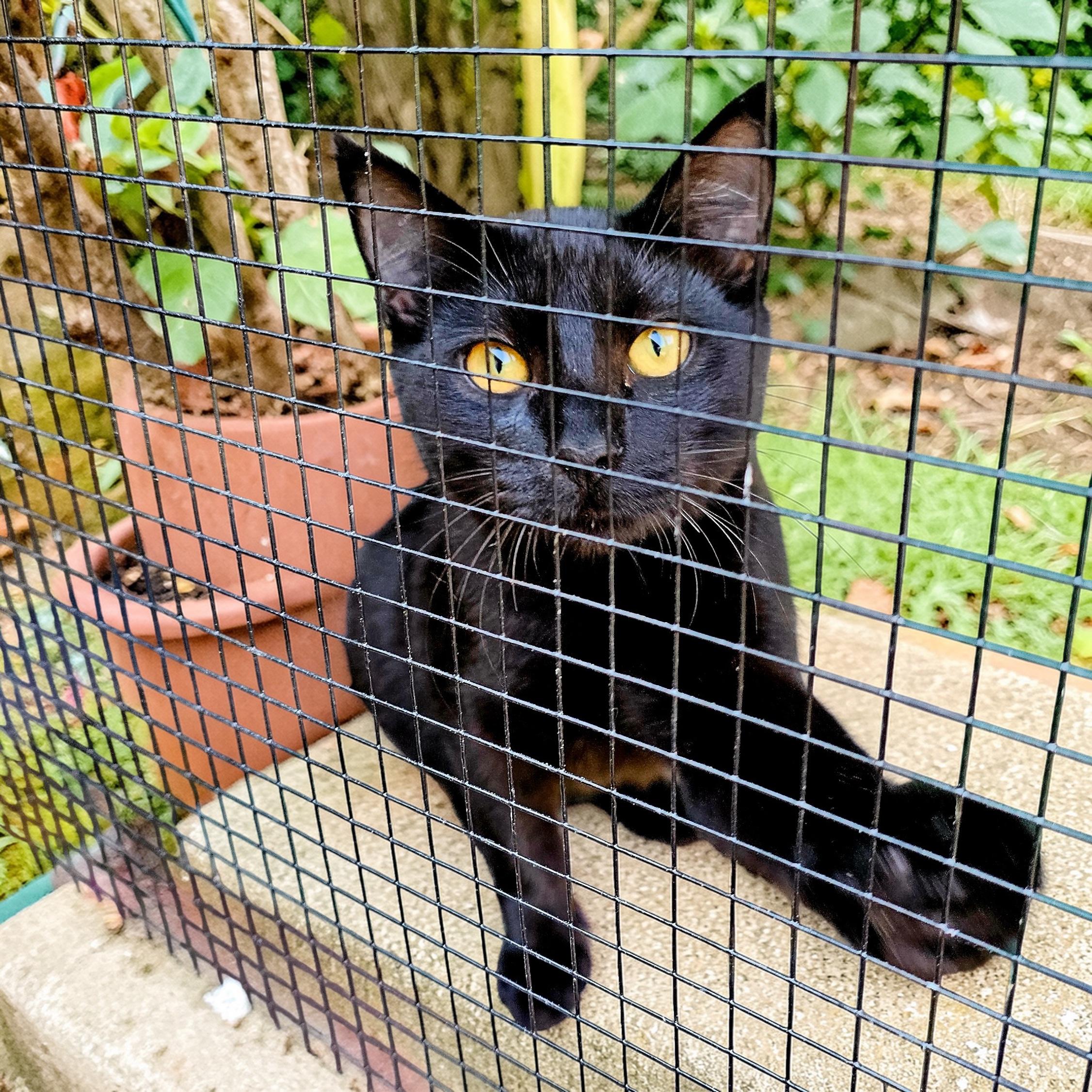 Enlarge Midnight INDOOR ONLY , an adopted mixed breed in Stockton, CA image 4/5