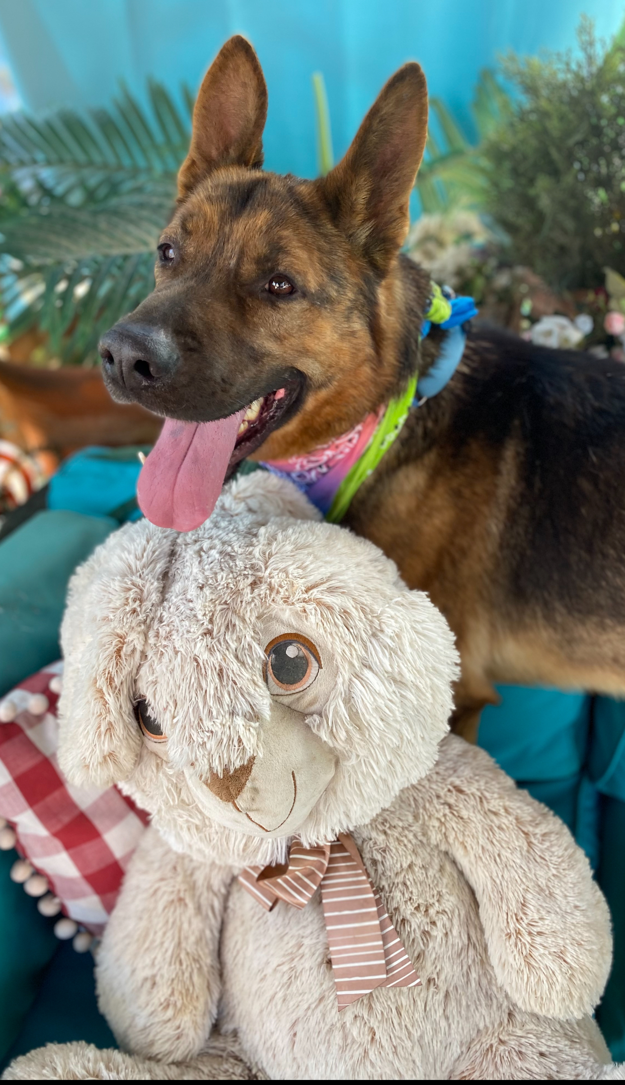 Awesome, Boris karloff kind, young, handsome Shepherd, Young Male Dutch Shepherd