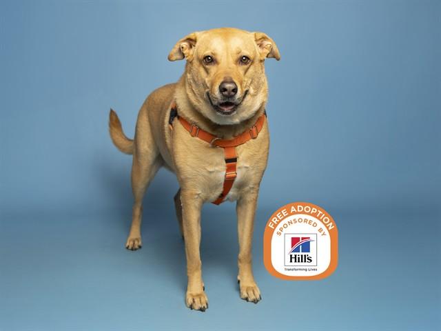 Enlarge LUNA, a Adoptable Labrador Retriever in Phoenix, AZ image 2/2