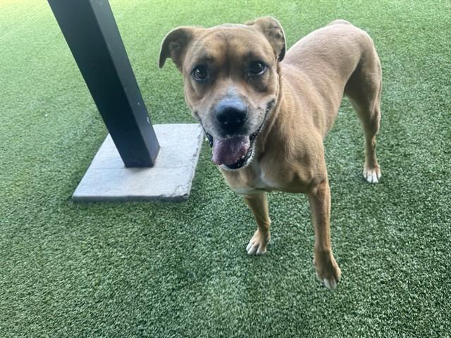 Enlarge THUMPER, a Adoptable mixed breed in Garland, TX image 1/1