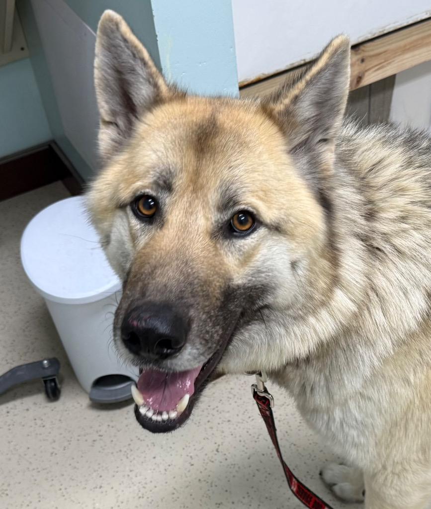 Voodoo, Adoptable, Adult Male German Shepherd Dog.