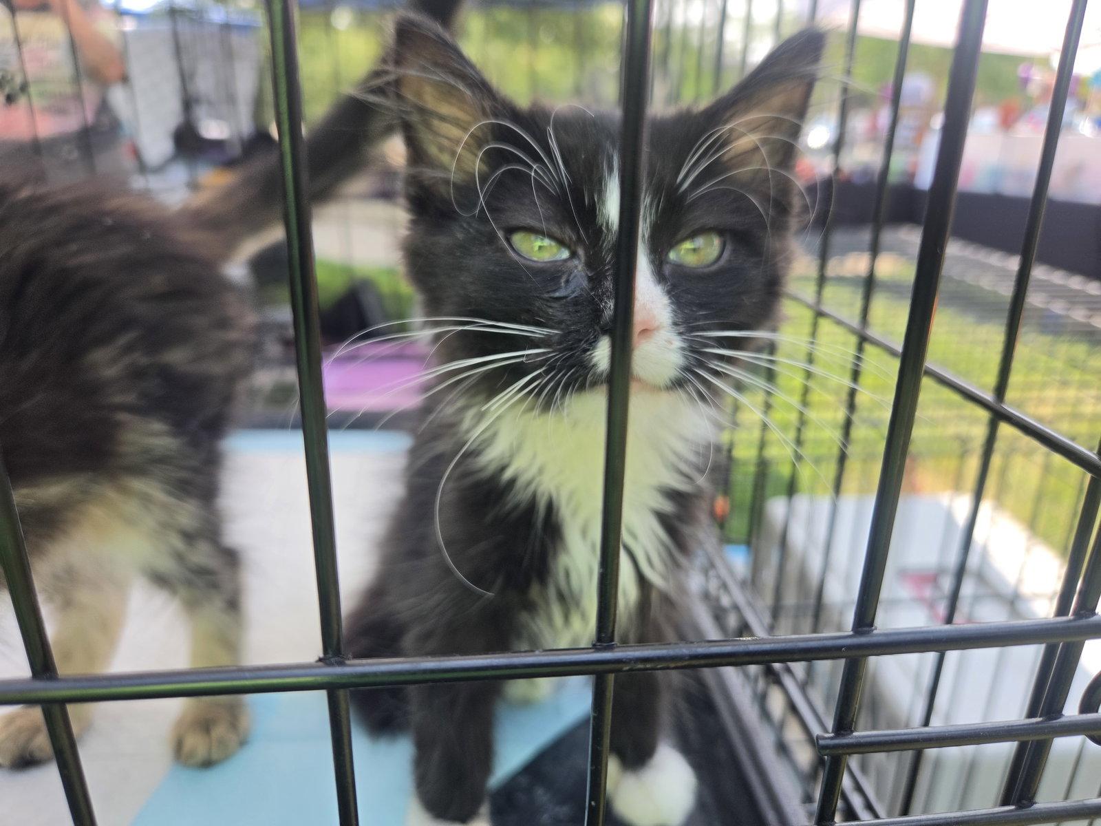 Enlarge Carter, a Adoptable Domestic Medium Hair in hinckley, IL image 1/3