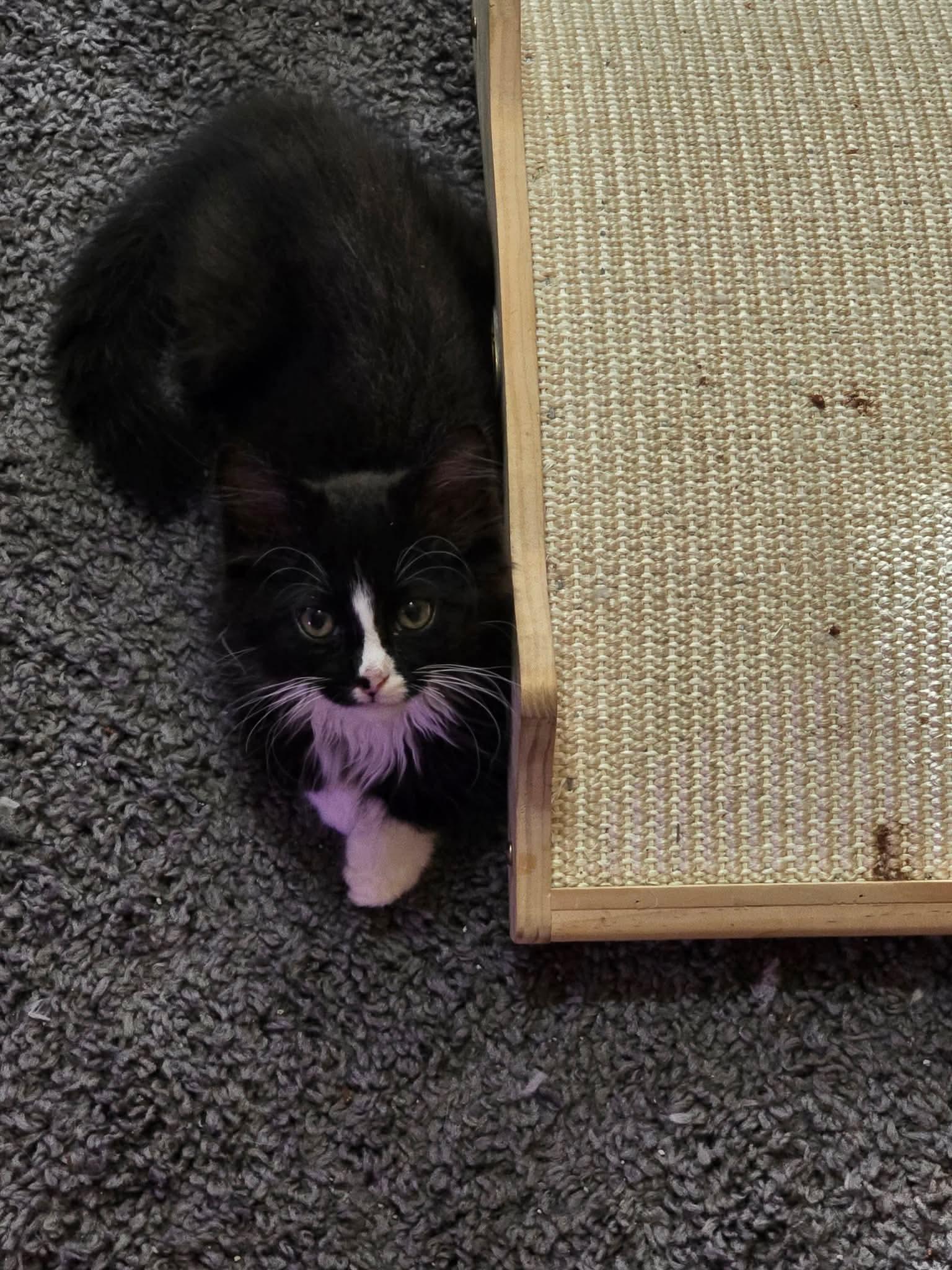 Enlarge Carter, a Adoptable Domestic Medium Hair in hinckley, IL image 3/3