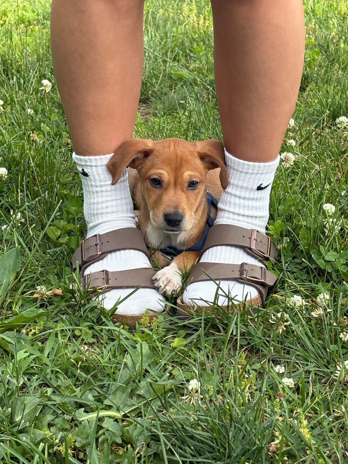 Spicy Girl, a Adoptable mixed breed in Simsbury, CT image 3/5