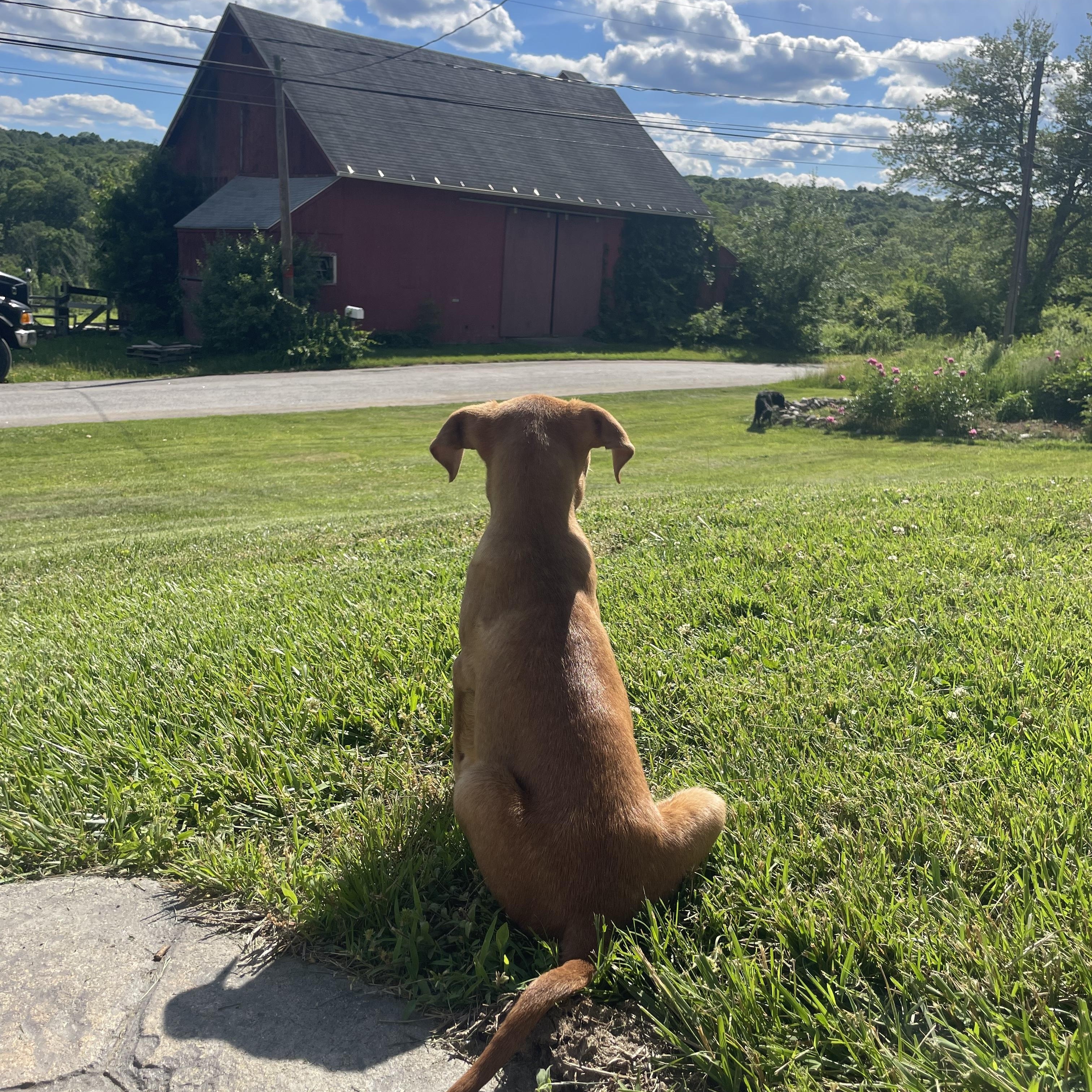 Spicy Girl, a Adoptable mixed breed in Simsbury, CT image 5/5