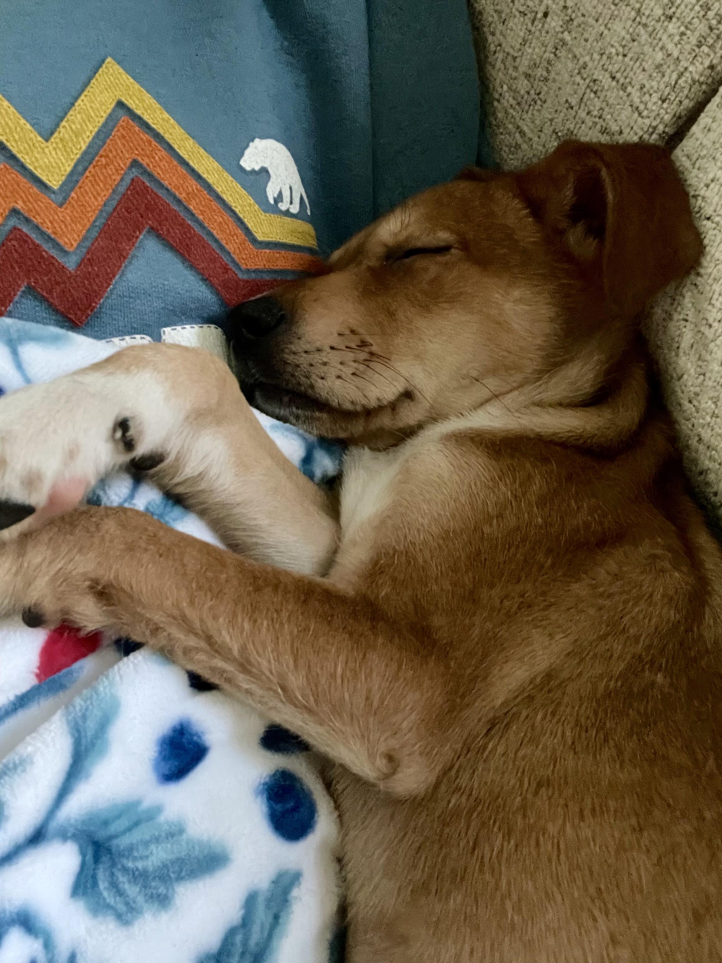 Spicy Girl, a Adoptable mixed breed in Simsbury, CT image 4/5