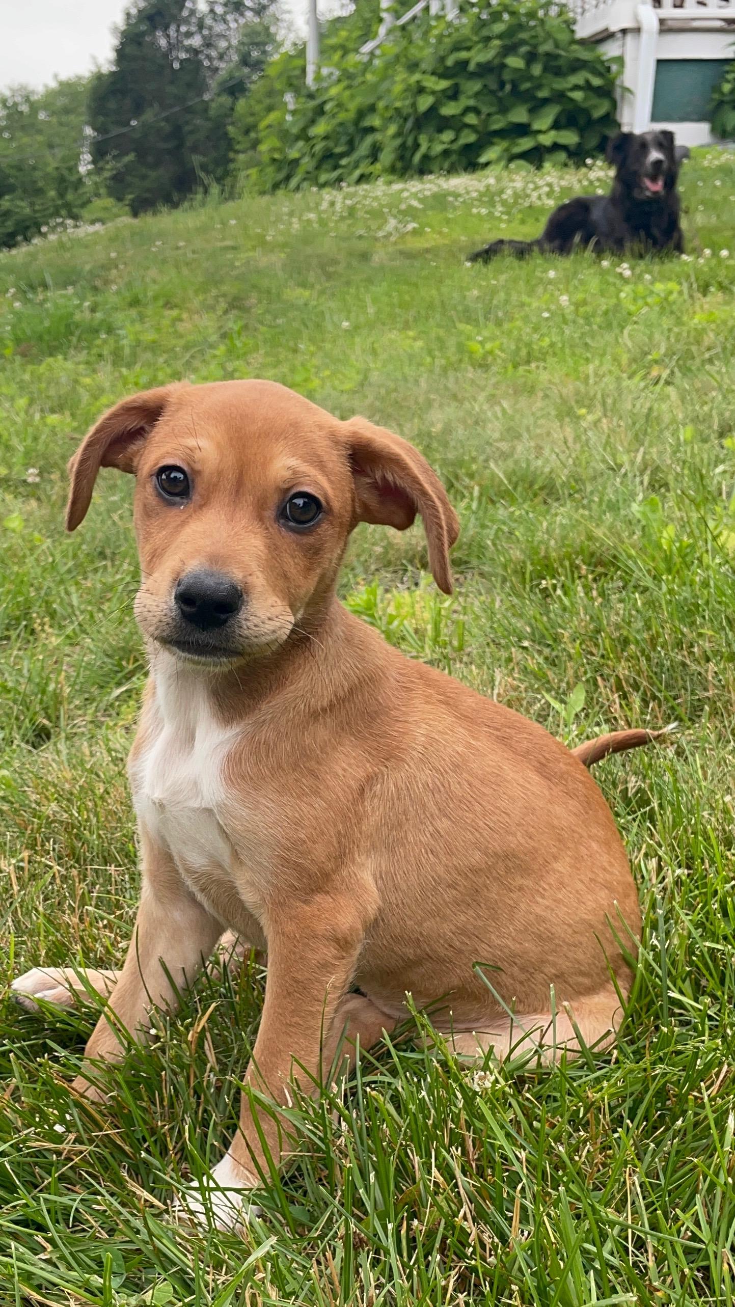 Spicy Girl, Adoptable, Puppy Female Australian Shepherd.