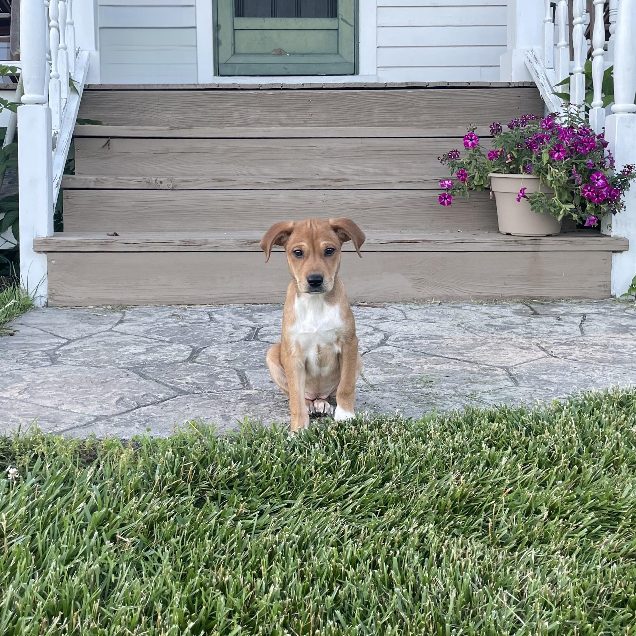 Spicy Girl, a Adoptable mixed breed in Simsbury, CT image 2/5