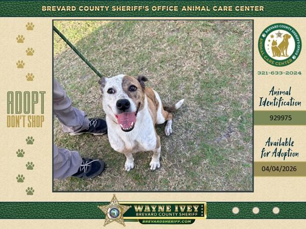 KOBE, Adoptable, Senior Male Mixed Breed.