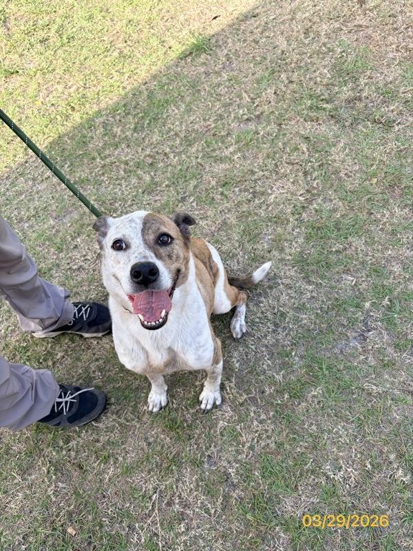 KOBE, a Adoptable mixed breed in Melbourne, FL image 2/2