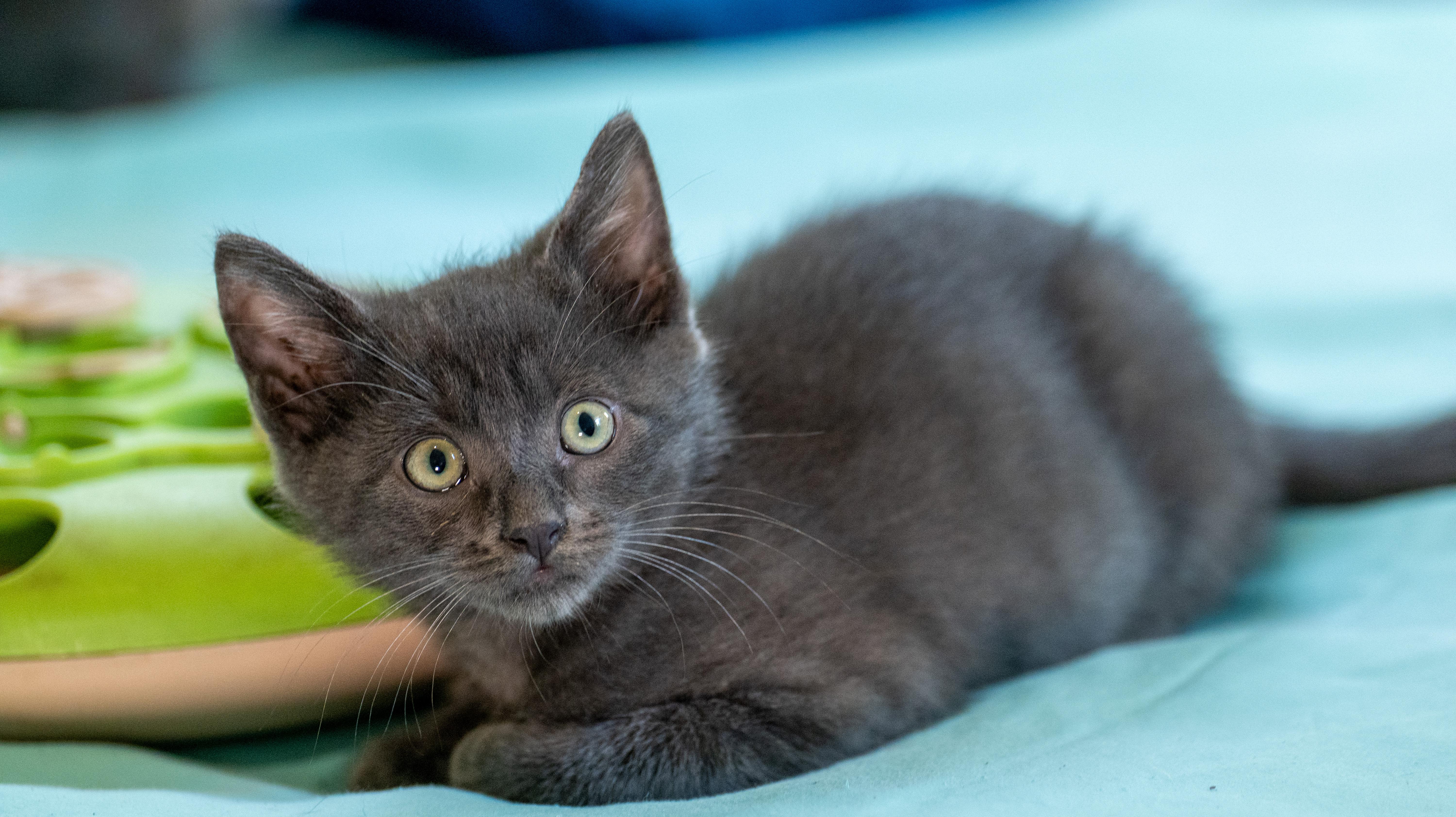 Enlarge Waffle, an adopted Domestic Medium Hair in Tyler, TX image 2/6