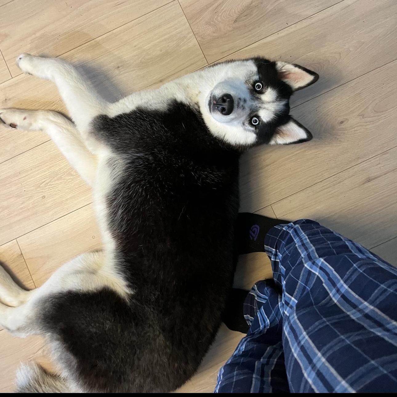 Moon, a Adoptable mixed breed in Tarzana, CA image 5/5