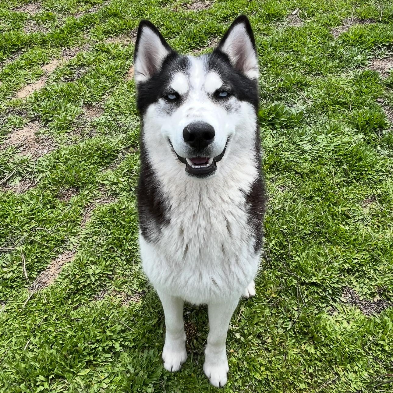 Moon, a Adoptable mixed breed in Tarzana, CA image 2/5