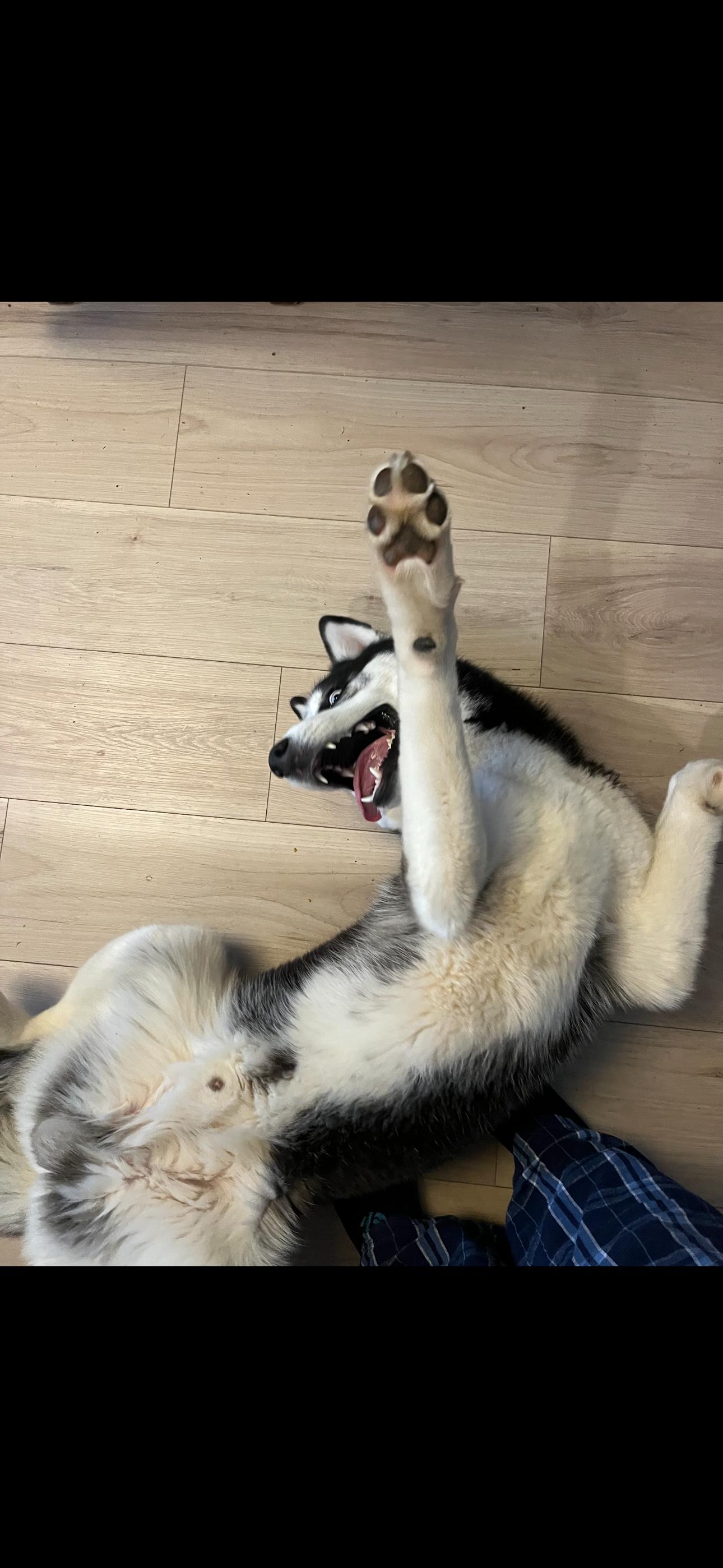 Moon, a Adoptable mixed breed in Tarzana, CA image 3/5