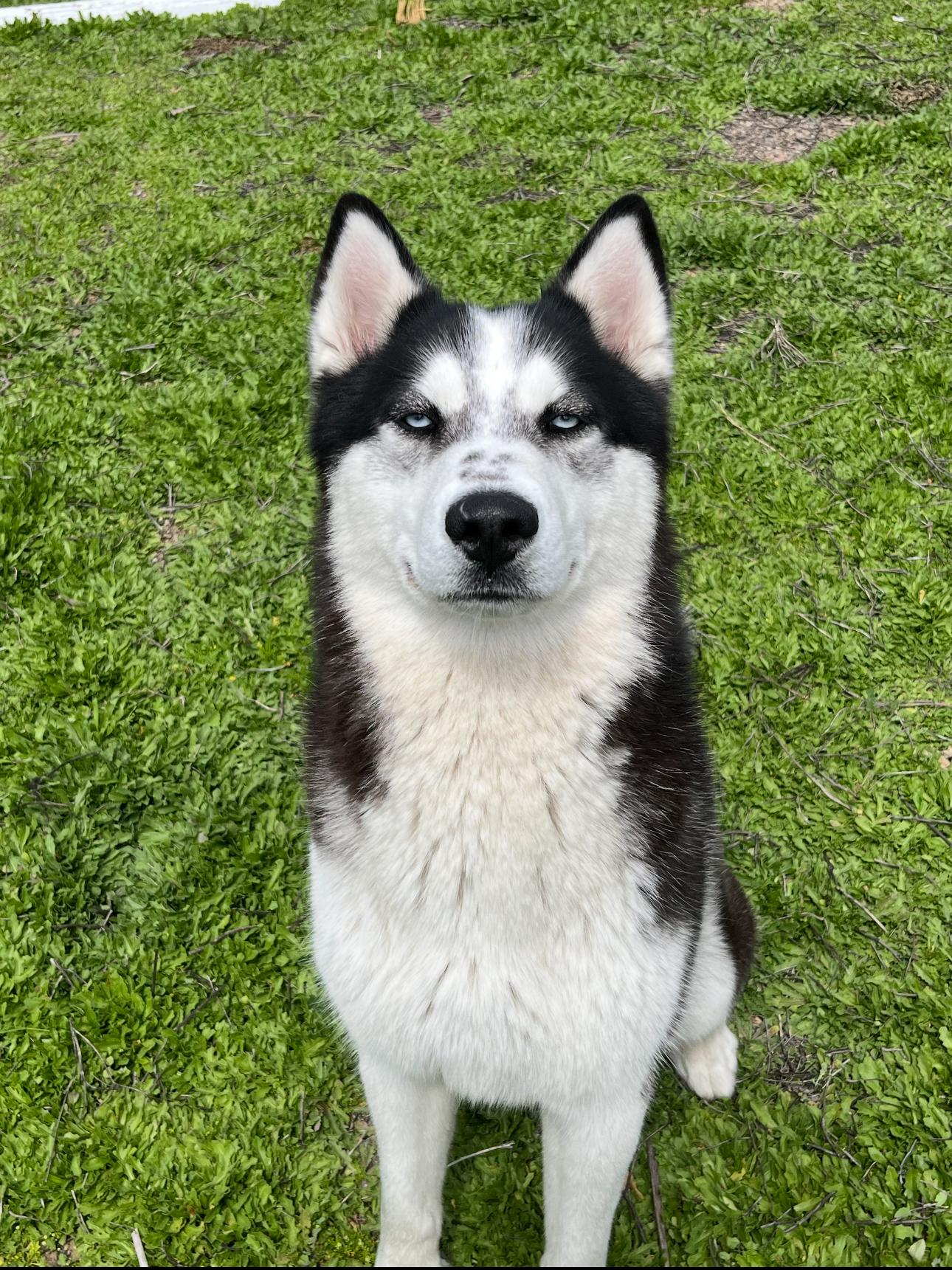 Moon, Adoptable, Young Male Husky.