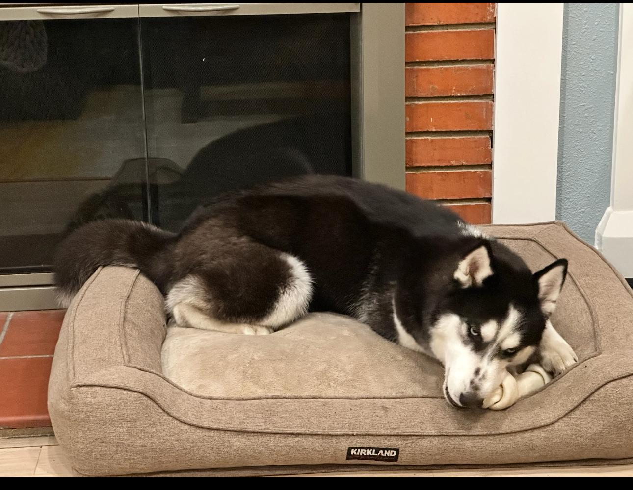 Moon, a Adoptable mixed breed in Tarzana, CA image 4/5