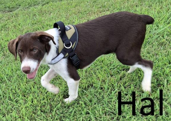 Enlarge Hal, a Adoptable mixed breed in Mountain View, AR image 1/3