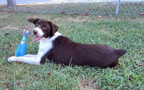 Enlarge Hal, a Adoptable mixed breed in Mountain View, AR image 2/3