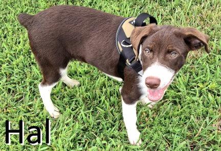 Enlarge Hal, a Adoptable mixed breed in Mountain View, AR image 3/3
