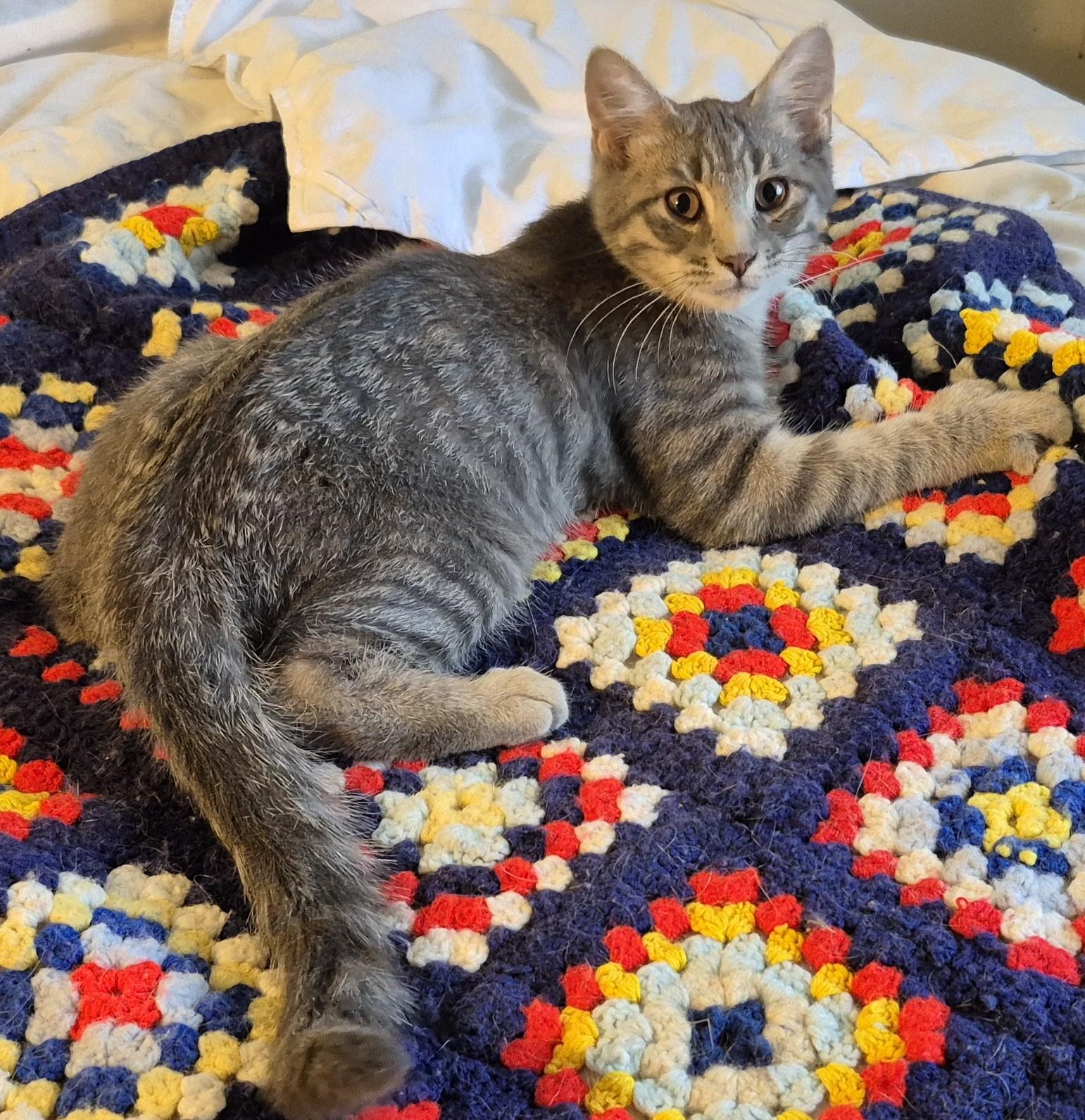 NO KIDDING, Adoptable, Kitten Male Domestic Medium Hair.