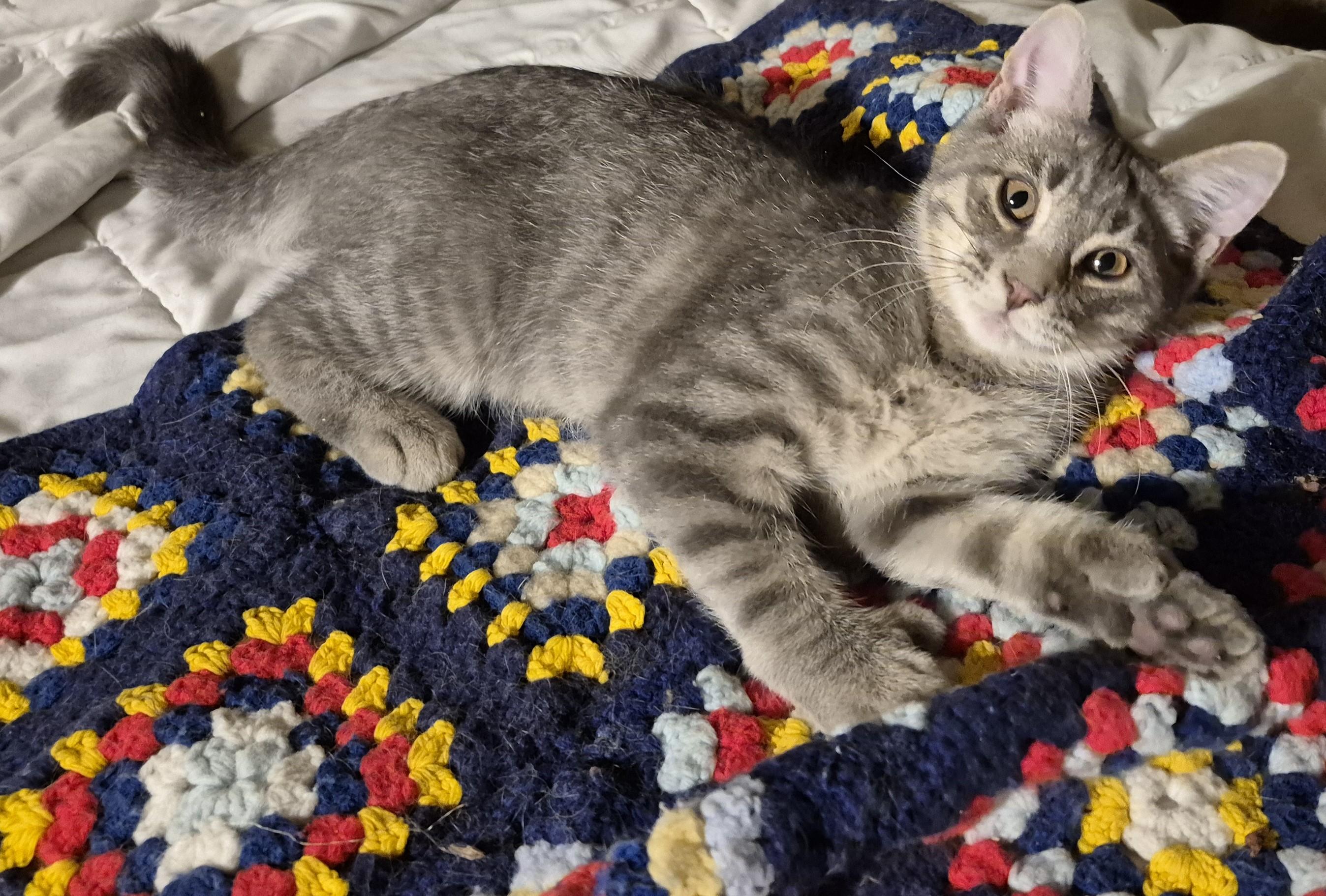 Enlarge NO KIDDING, a Adoptable Domestic Medium Hair in Highland Park, NJ image 3/6