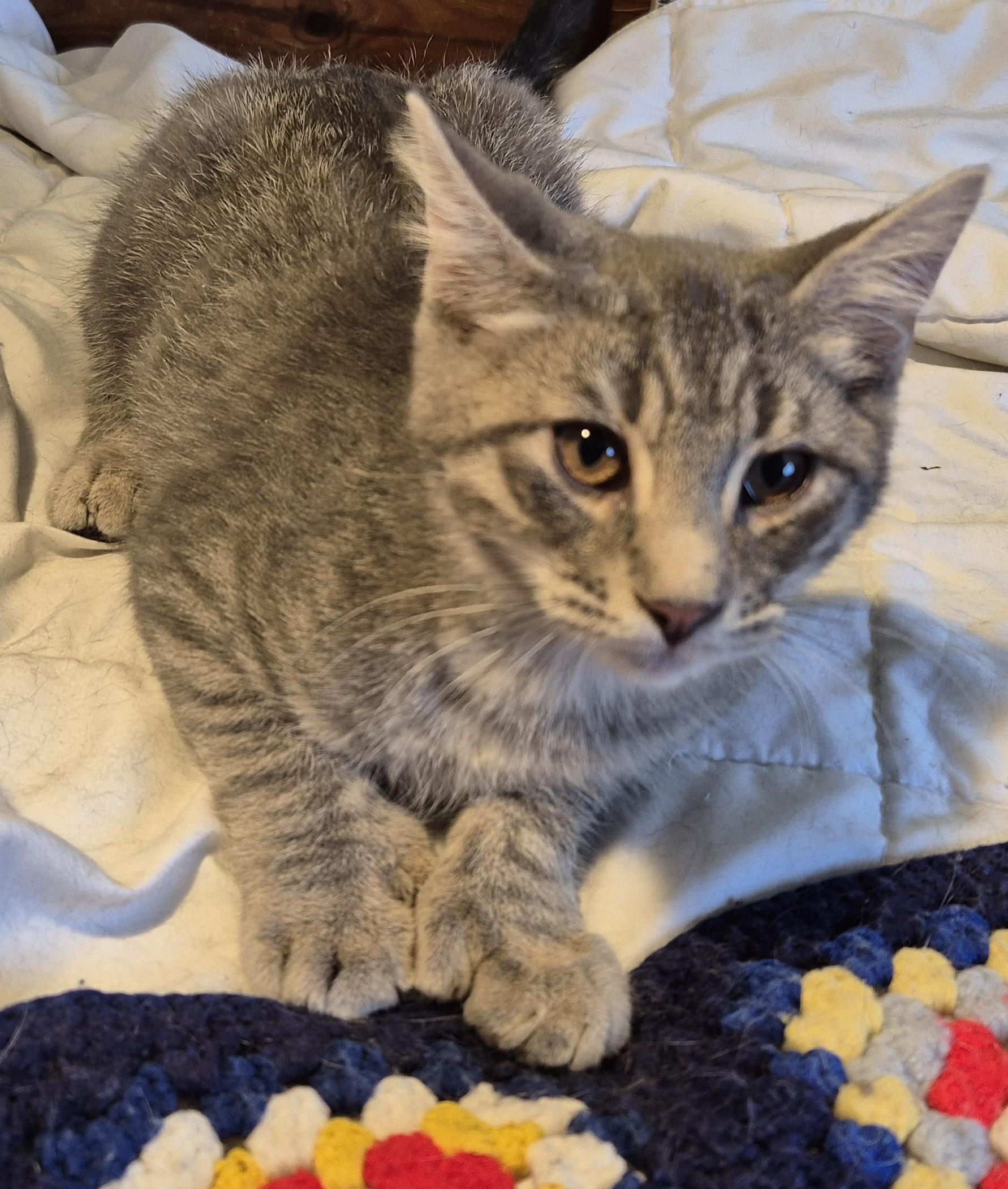 Enlarge NO KIDDING, a Adoptable Domestic Medium Hair in Highland Park, NJ image 5/6