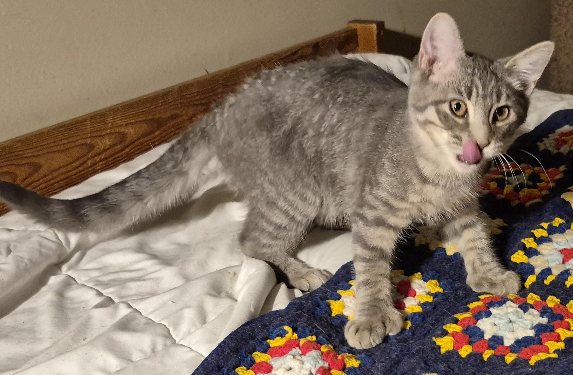 Enlarge NO KIDDING, a Adoptable Domestic Medium Hair in Highland Park, NJ image 6/6