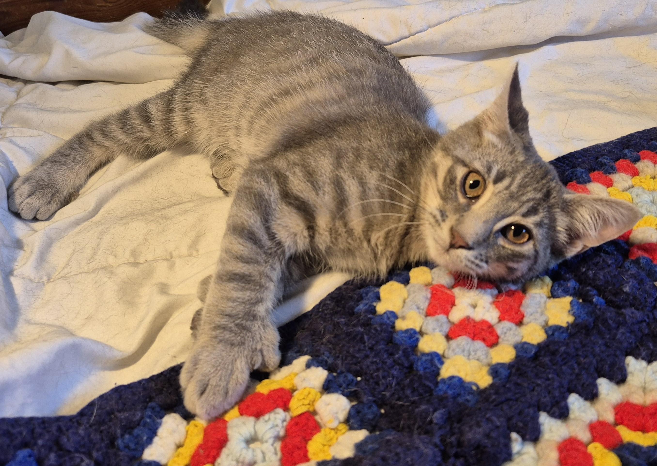 Enlarge NO KIDDING, a Adoptable Domestic Medium Hair in Highland Park, NJ image 4/6