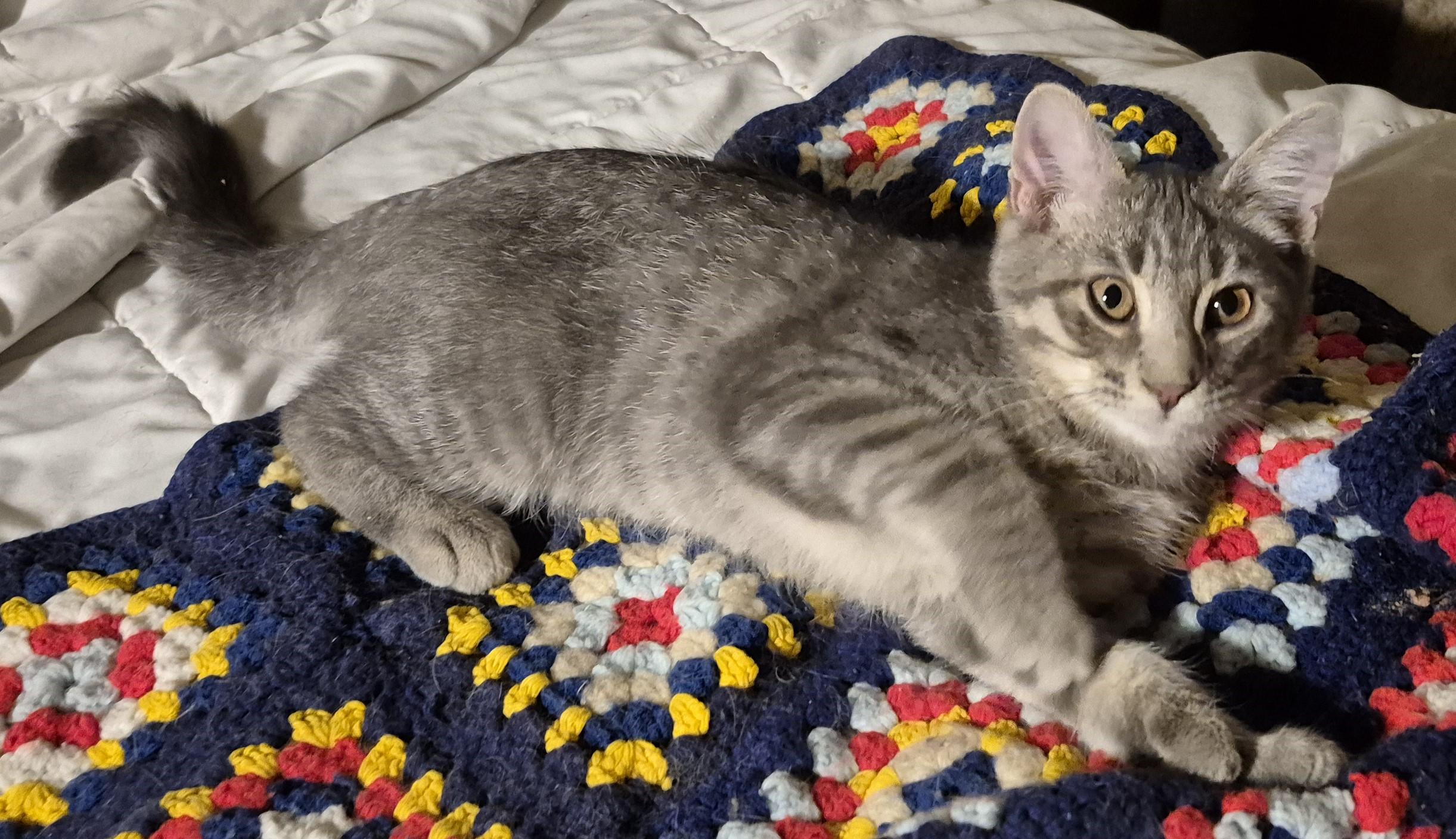 Enlarge NO KIDDING, a Adoptable Domestic Medium Hair in Highland Park, NJ image 2/6