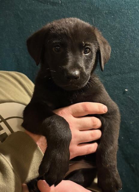 Ida - In Foster, ADOPTABLE, Puppy Female German Shepherd Dog.