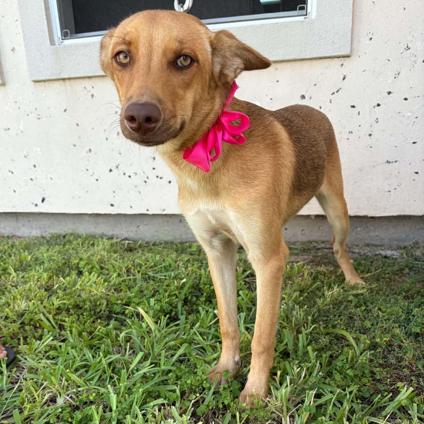 Enlarge Piper, a Adoptable mixed breed in Eau Claire, WI image 3/6