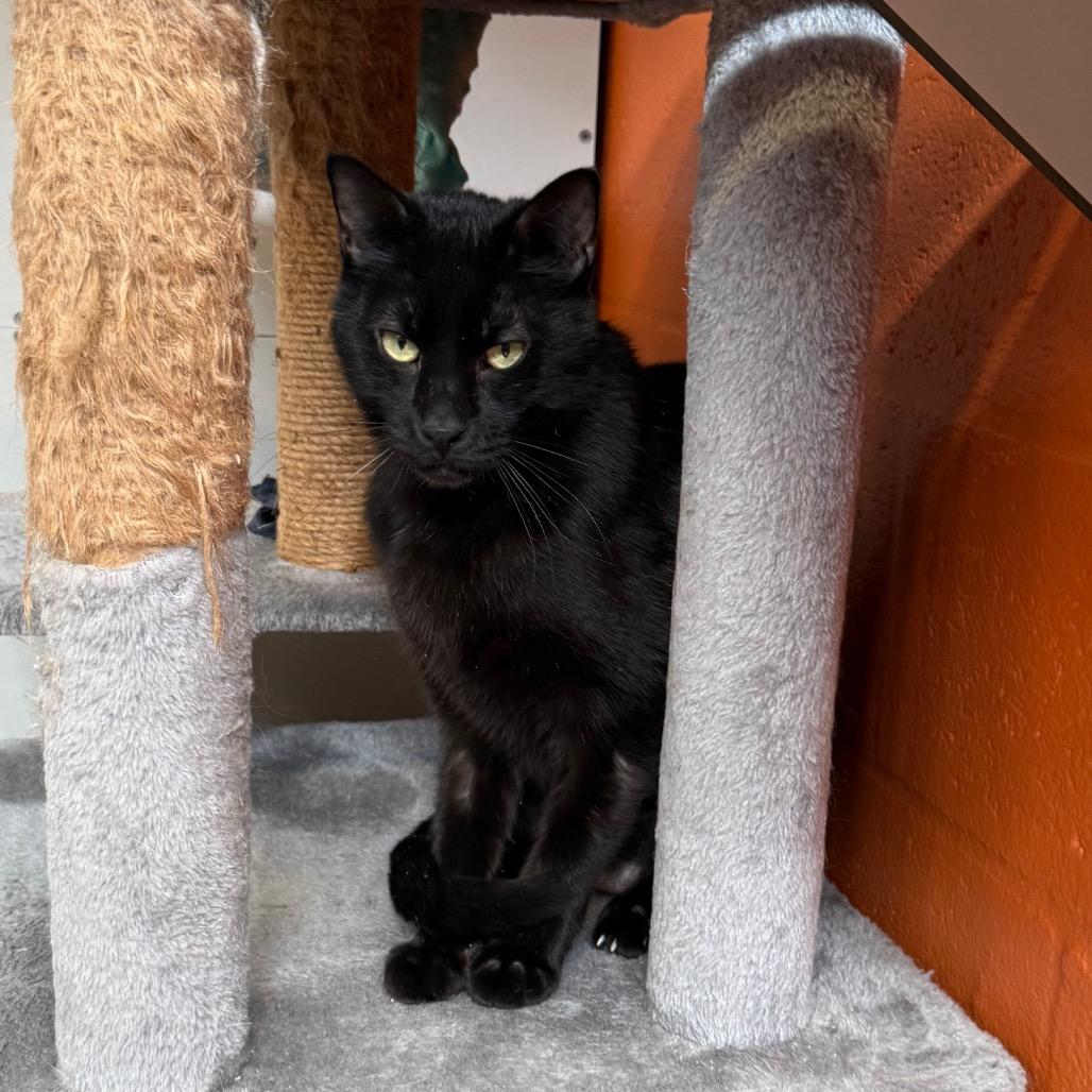 Romeo, a Adoptable Domestic Short Hair in Sarasota, FL image 1/5