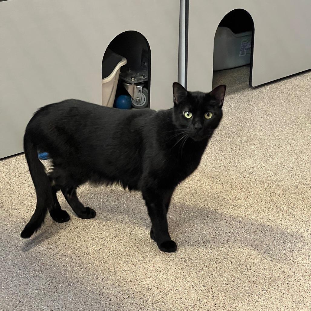 Romeo, Adoptable, Adult Male Domestic Short Hair.