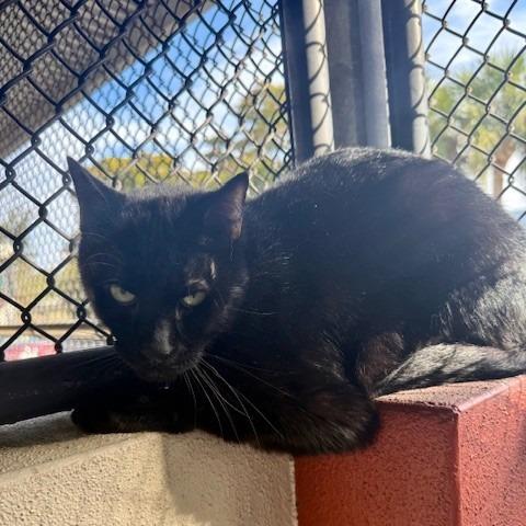 Romeo, Adoptable, Adult Male Domestic Short Hair.