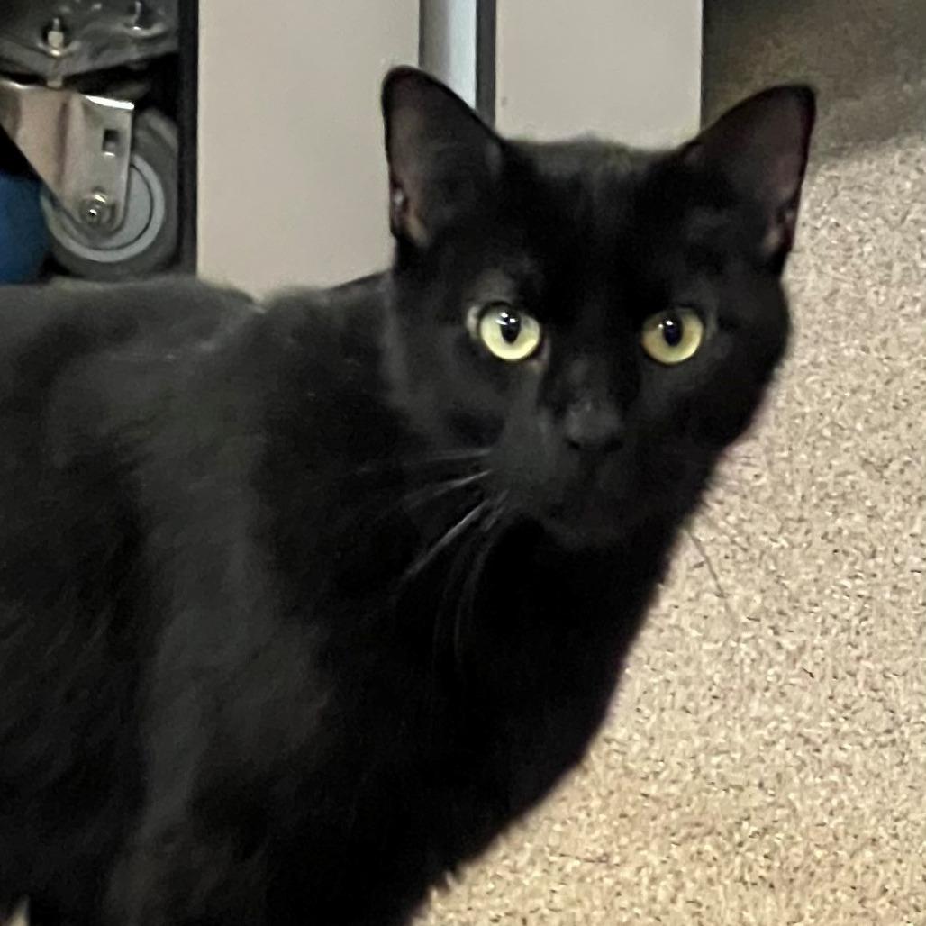 Romeo, a Adoptable Domestic Short Hair in Sarasota, FL image 4/4