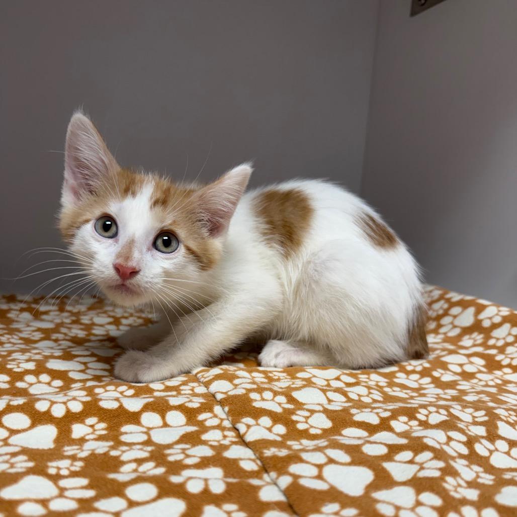 Enlarge kitten 4, a Adoptable Domestic Medium Hair in Fulton, MO image 1/3