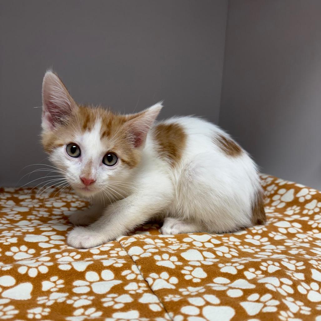 Enlarge kitten 4, a Adoptable Domestic Medium Hair in Fulton, MO image 2/3