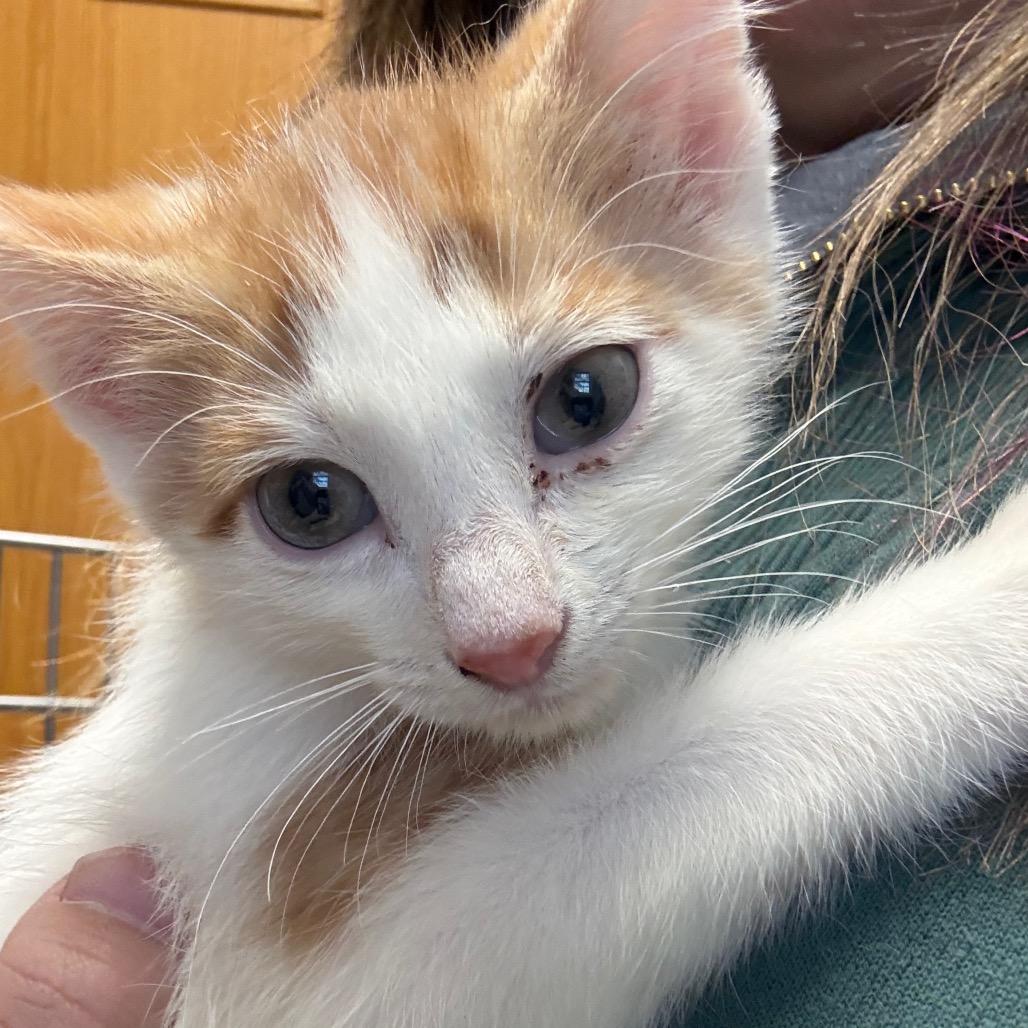 Enlarge kitten 4, a Adoptable Domestic Medium Hair in Fulton, MO image 3/3