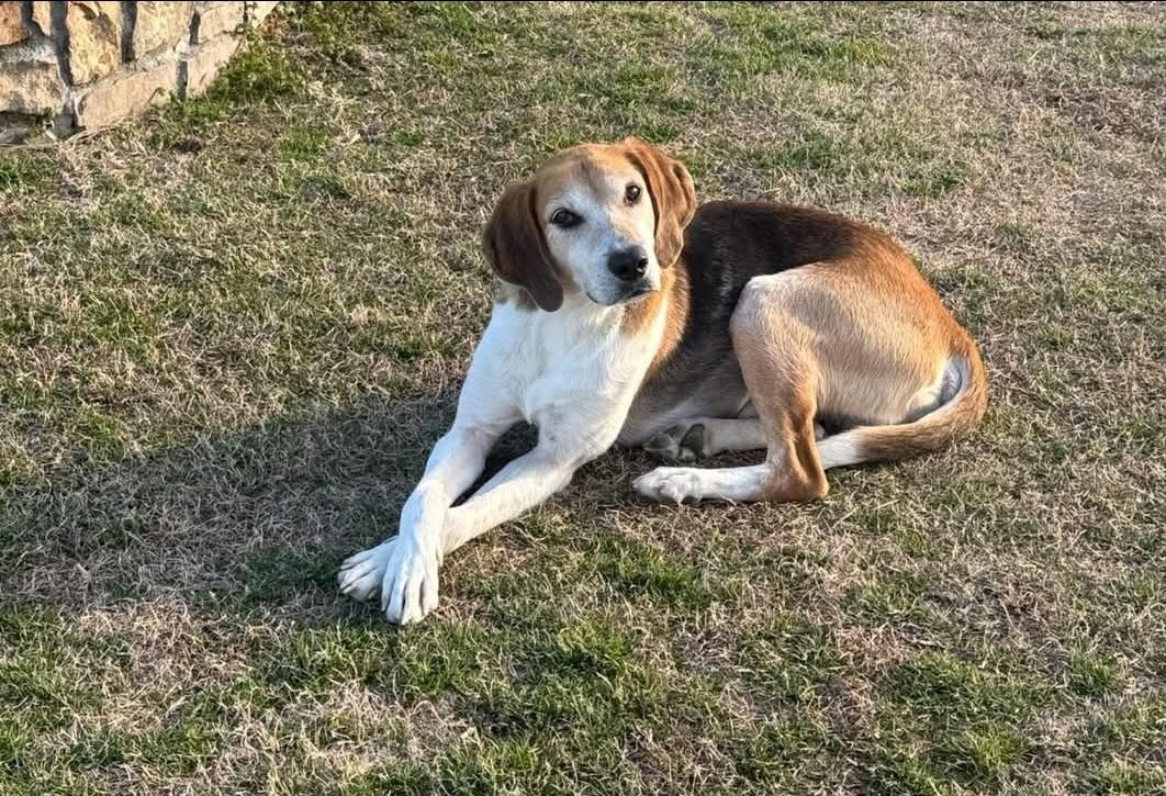 Atlas, ADOPTABLE, Young Male Hound.