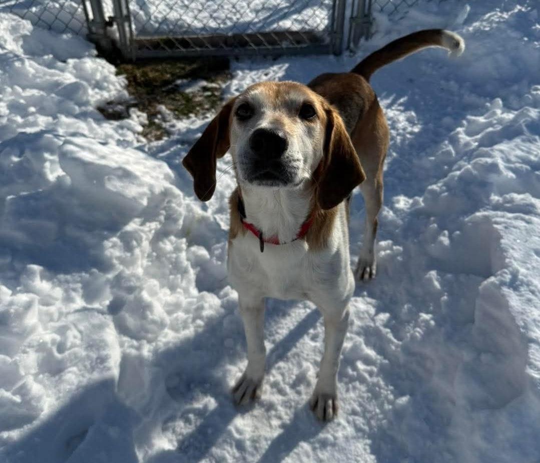 Atlas, a ADOPTABLE Hound in Macclesfield, NC image 2/2