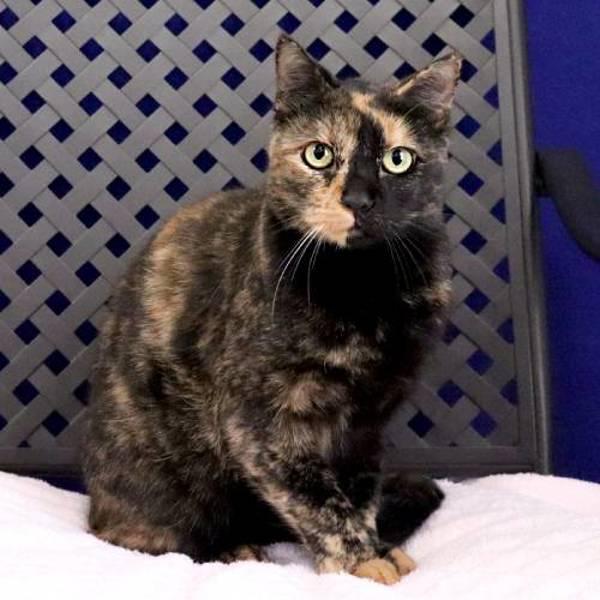 Enlarge Kitty Kitty, a Adoptable mixed breed in Fort Davis, TX image 2/2