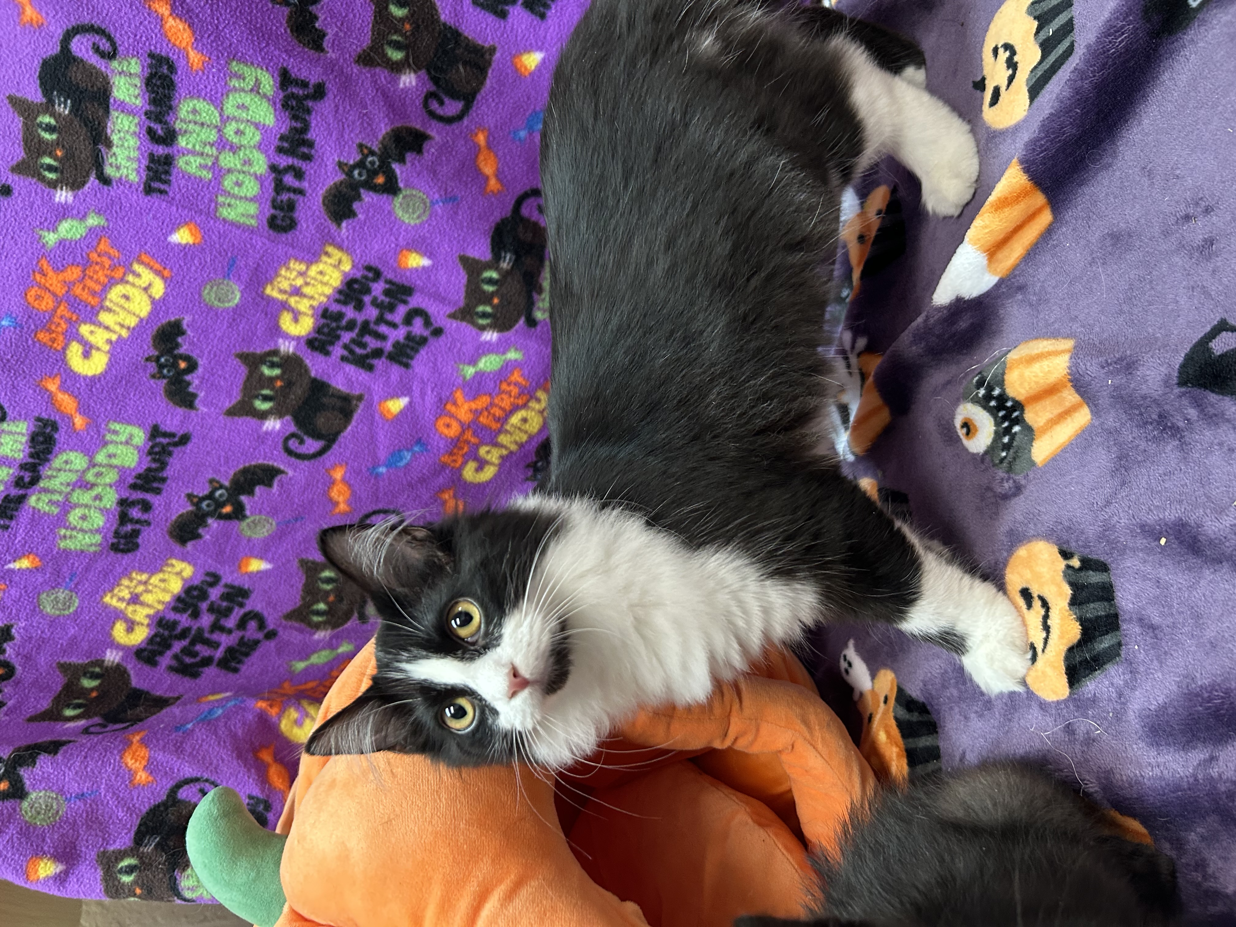 Cat for adoption Stella, a Domestic Long Hair in White Oak, PA