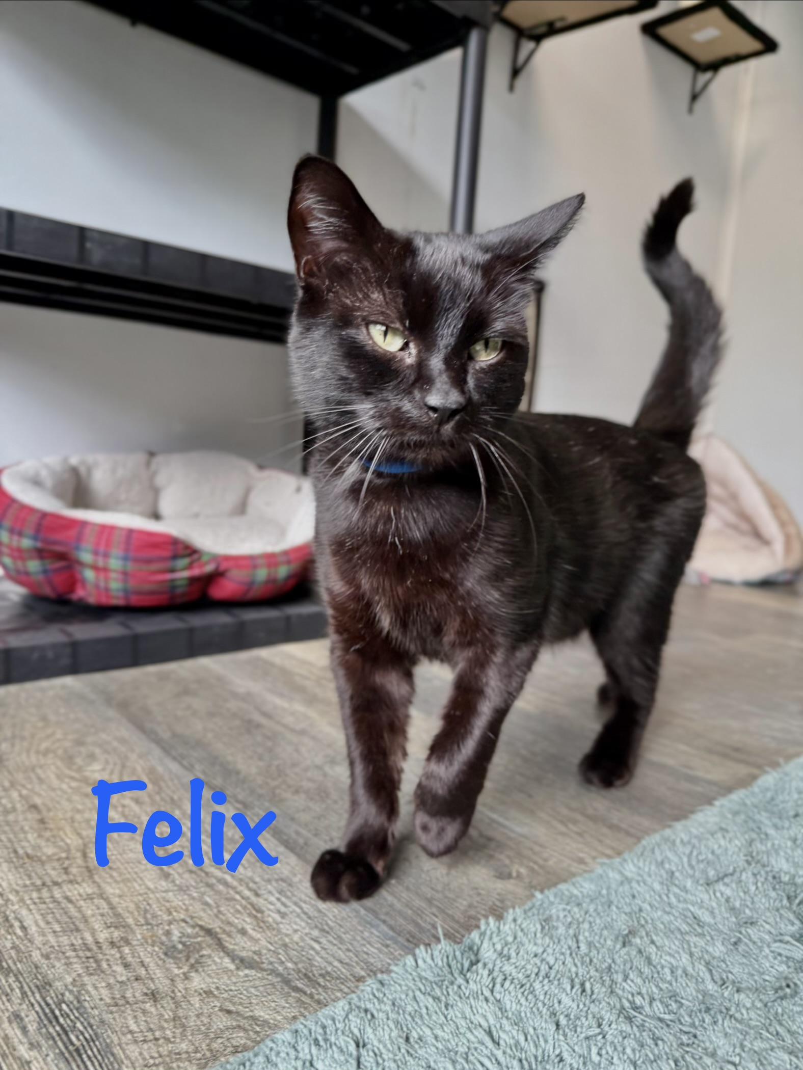Enlarge Felix, an adopted Domestic Short Hair in Crescent City, CA image 3/3